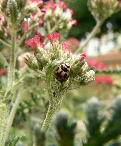 Do not buy ladybugs; attract native species to your garden instead