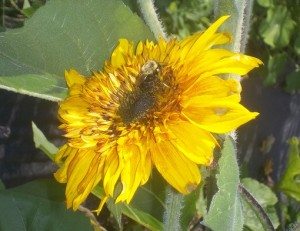 native bumblebee