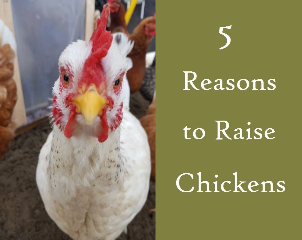 5-reasons-to-raise-chickensfi