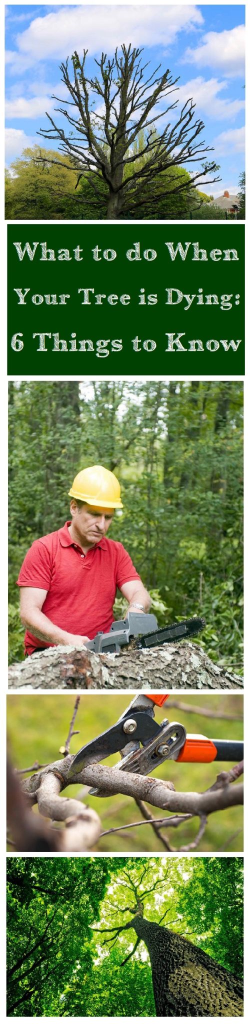 What to Do When Your Tree Is Dying 6 Things You Need To Know • Runamuk