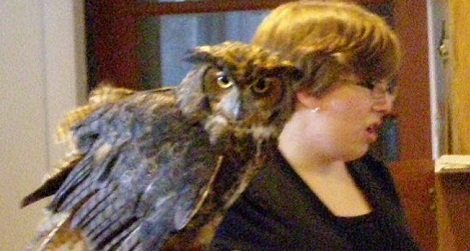 Owls at the Library