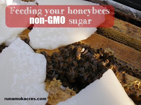 Feeding bees non-GMO sugar