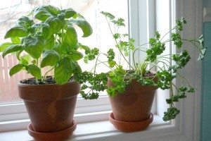 kitchen windowsill herb garden