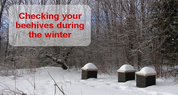 Winter beekeeping: Checking your hives