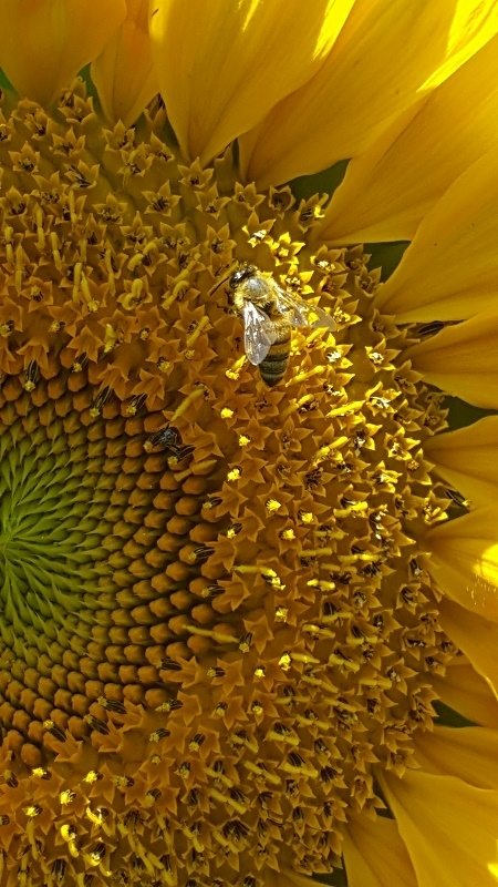 honeybee on royal hybrid