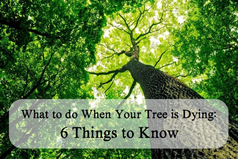 What to Do When Your Tree Is Dying: 6 Things You Need To Know • Runamuk ...