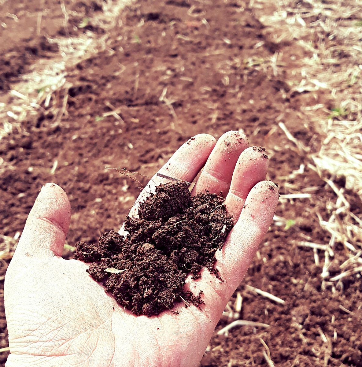 Cultivating Soil Health: Garden, Farm, or Homestead
